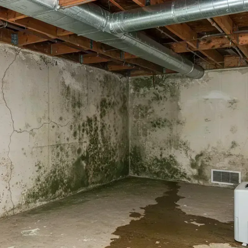 Professional Mold Removal in Ogle County, IL